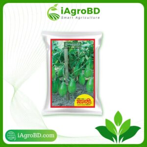 Maloti 422 Hybrid Brinjal seeds Price in BD